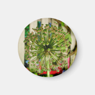 Imán Magnate de cebolla ornamental