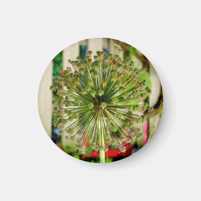 Imán Magnate de cebolla ornamental (Frente)