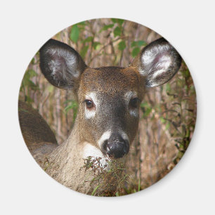 Imán Magnate de ciervos de cola blanca