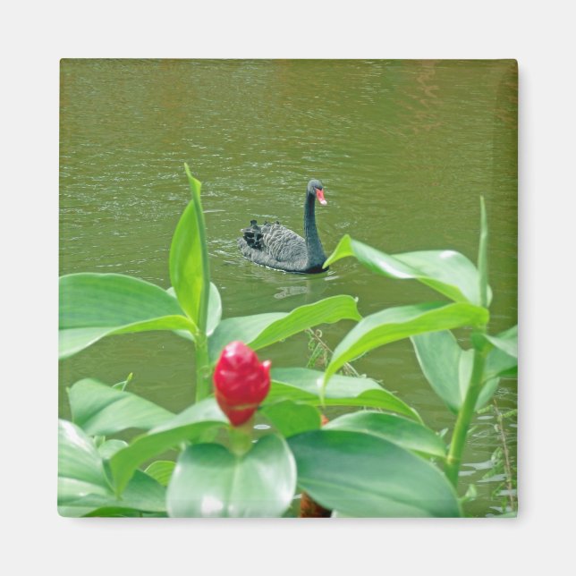 Imán Magnate de cisne negro (Frente)