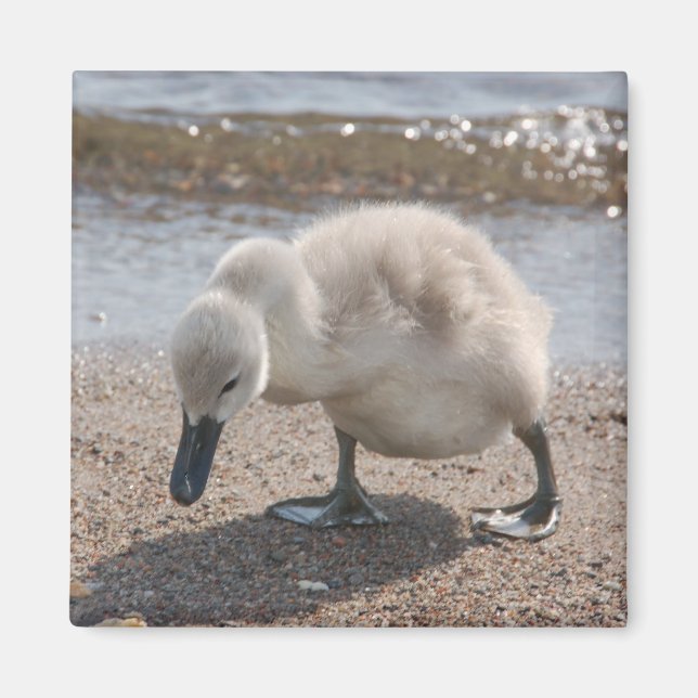 Imán Magnate de cisnes para animales bebés (Frente)