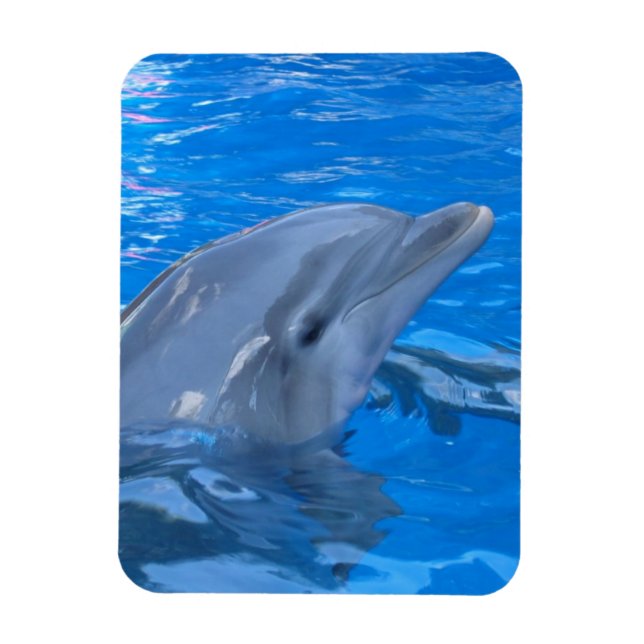Imán Magnate de Dolphin Premium Bottlenose (Vertical)