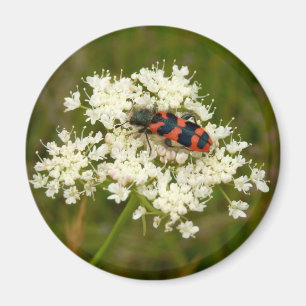 Imán Magnate de escarabajo a cuadros o soldados