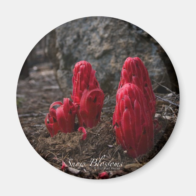 Imán Magnate de flores de nieve (Frente)