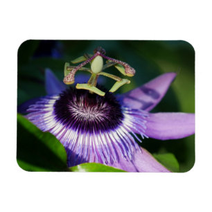 Imán Magnate de flores de pasión de lavanda