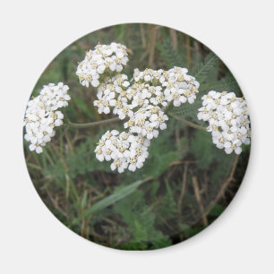 Imán Magnate de flores silvestres blancas
