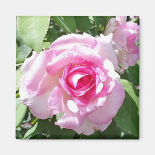 Imán Magnate de foto cuadrada rosa