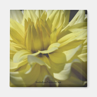 Imán Magnate de fotografía de macro flor de Dahlia amar