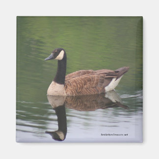 Imán Magnate de fotografía de naturaleza sobre reflexio