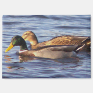 Imán Magnate de fotos de Mallard Ducks