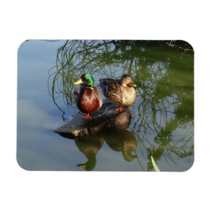 Imán Magnate de fotos de Mallard Ducks #2