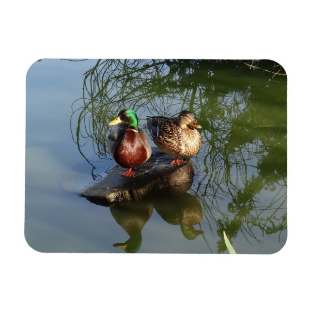 Imán Magnate de fotos de Mallard Ducks #2 (Horizontal)