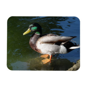 Imán Magnate de fotos del pato Mallard