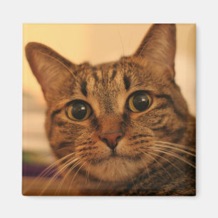 Imán Magnate de frigorífico de gatito de mesa