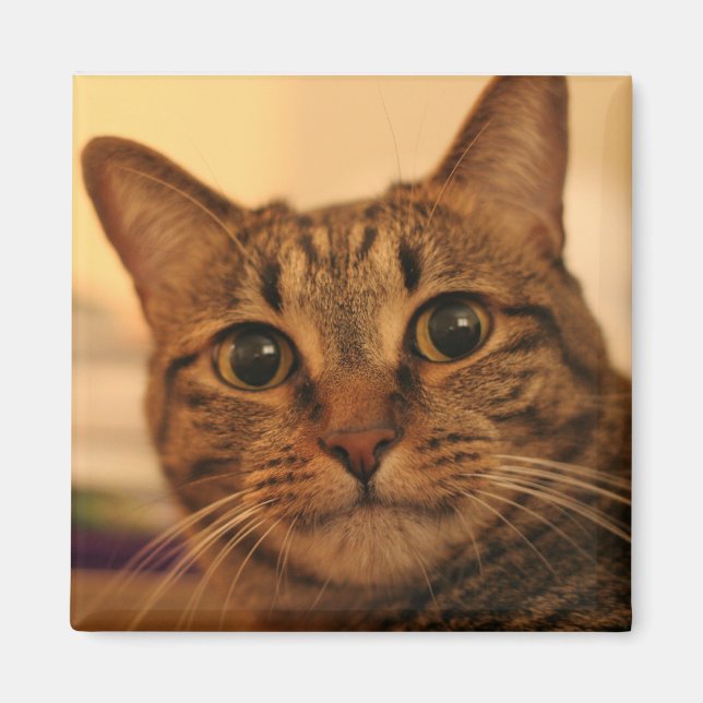 Imán Magnate de frigorífico de gatito de mesa (Frente)