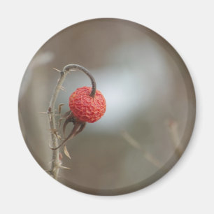 Imán Magnate de fruta Rosa silvestre