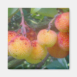 Imán Magnate de frutas de fresa