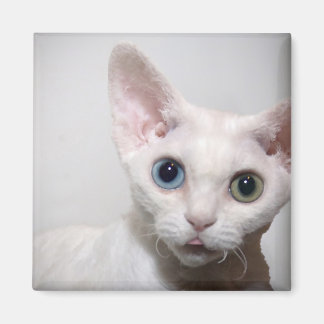 Imán Magnate de gatitos blancos