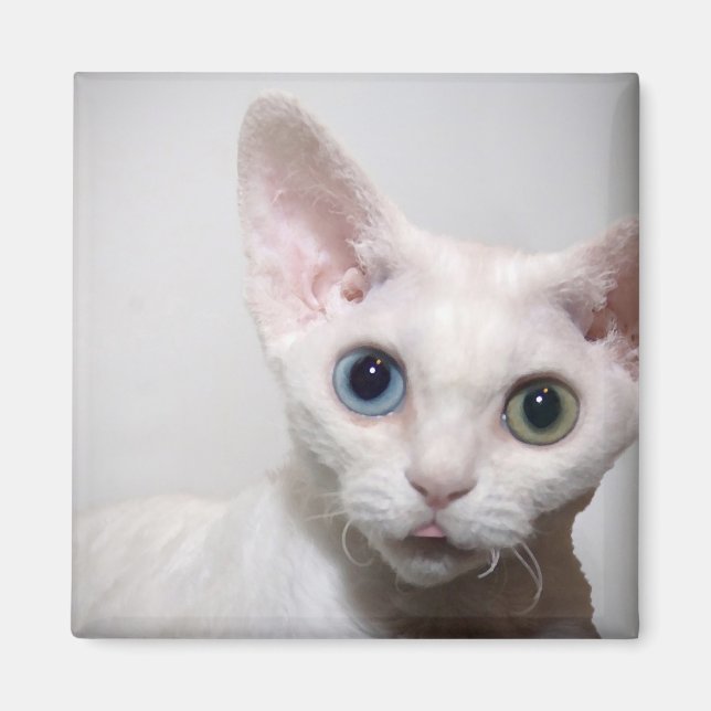 Imán Magnate de gatitos blancos (Frente)