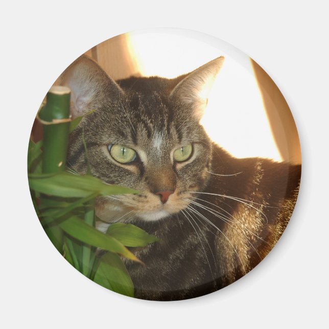 Imán Magnate de gato (Frente)