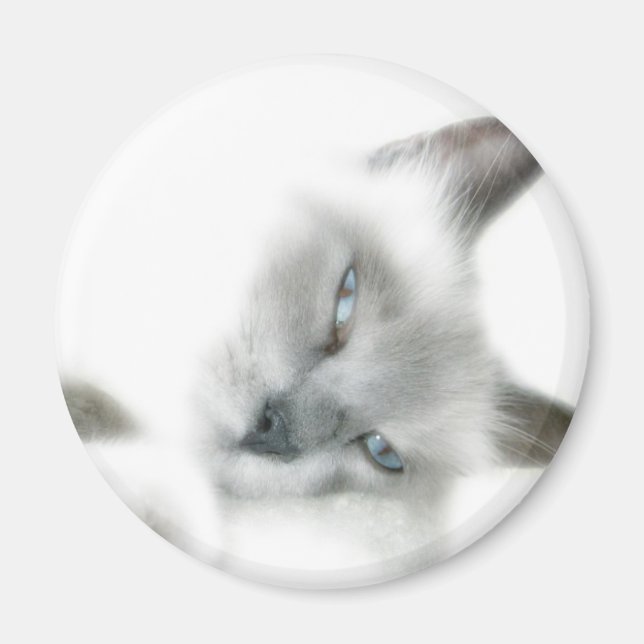 Imán Magnate de gato (Frente)
