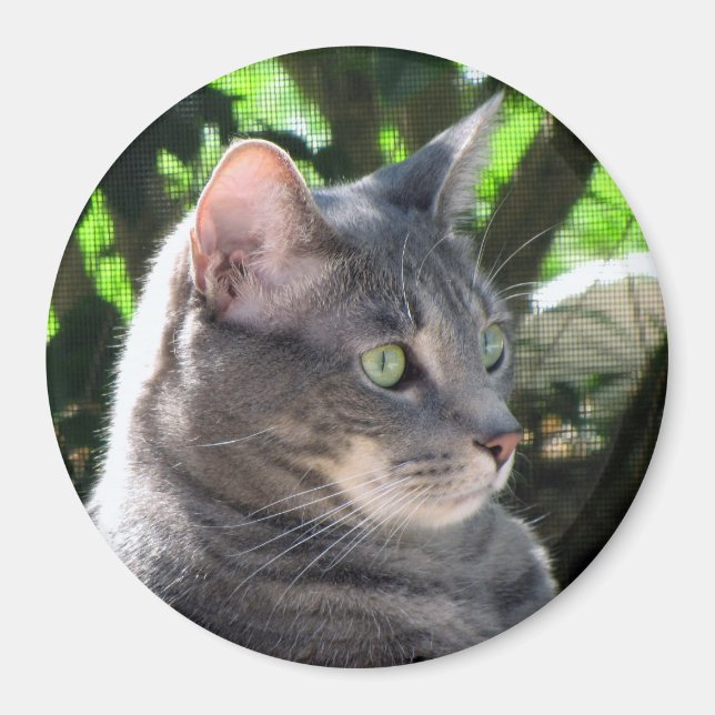 Imán Magnate de gato (Frente)