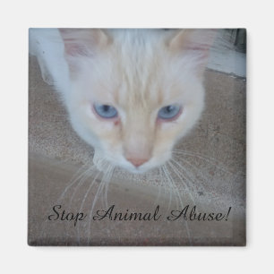Imán Magnate de gato