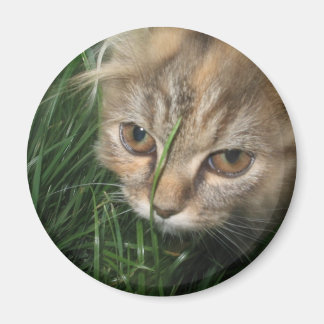 Imán Magnate de gato