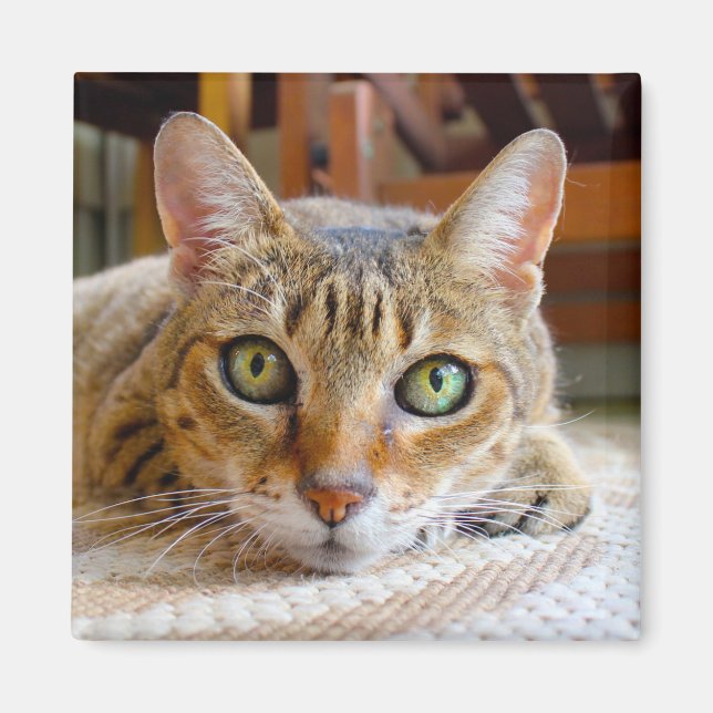 Imán Magnate de gato (Frente)