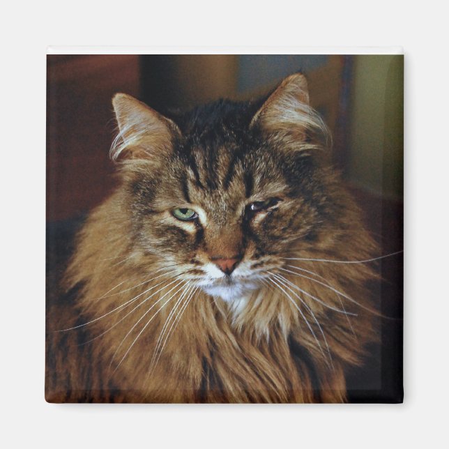 Imán Magnate de gato (Frente)