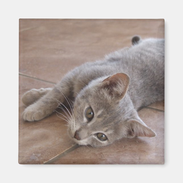 Imán Magnate de gato (Frente)