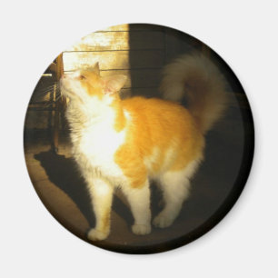 Imán Magnate de gato dorado