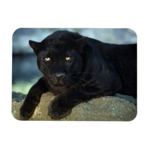 Imán Magnate de gato negro