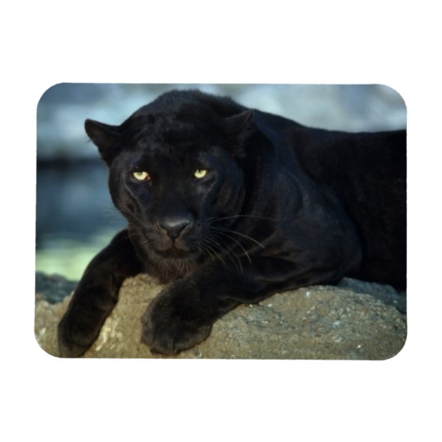 Imán Magnate de gato negro (Horizontal)