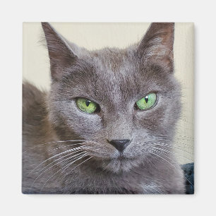 Imán Magnate de gatos