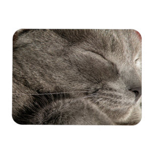 Imán Magnate de gatos