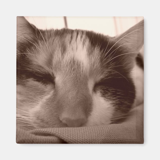 Imán Magnate de gatos de Calico (Frente)