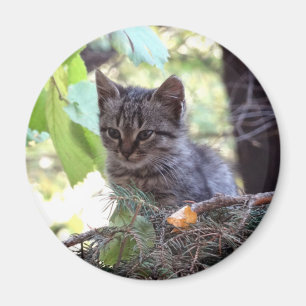 Imán Magnate de gatos de gatito con foto de gatito