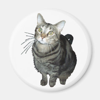 Imán Magnate de gatos de Tabby