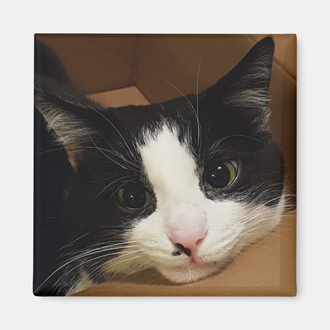 Imán Magnate de gatos de Tuxedo (Frente)