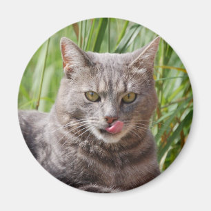 Imán Magnate de gatos hambriento