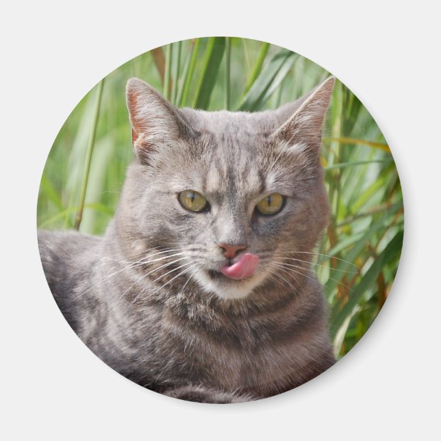 Imán Magnate de gatos hambriento (Frente)