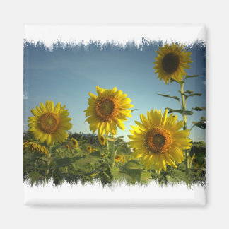 Imán Magnate de girasol de jardín orgánico