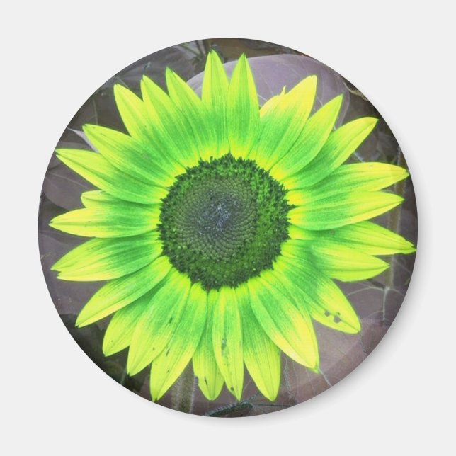 Imán Magnate de girasol verde amarillo (Frente)