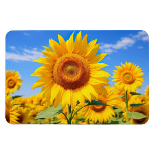 Imán Magnate de girasoles