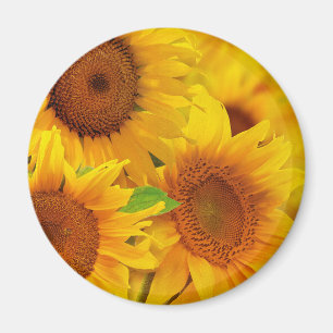 Imán Magnate de girasoles