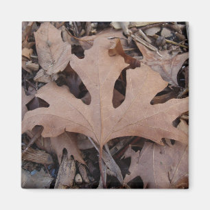 Imán Magnate de hoja marrón