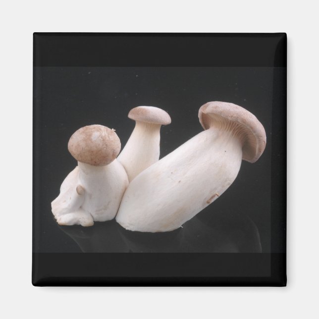 Imán Magnate de hongos de Trumpet Royal (Frente)