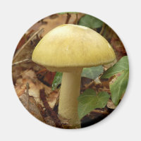 Magnate de hongos Deathcap