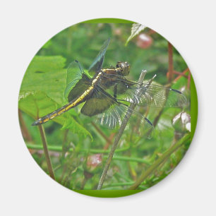 Imán Magnate de la libélula amarilla